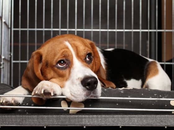 A beagle dog laying in a crate.