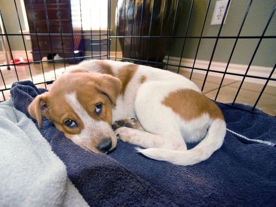 Puppy laying in a crate.