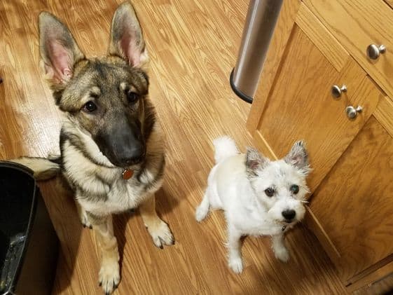 A German Shepherd sitting next to a white poodle terrier.