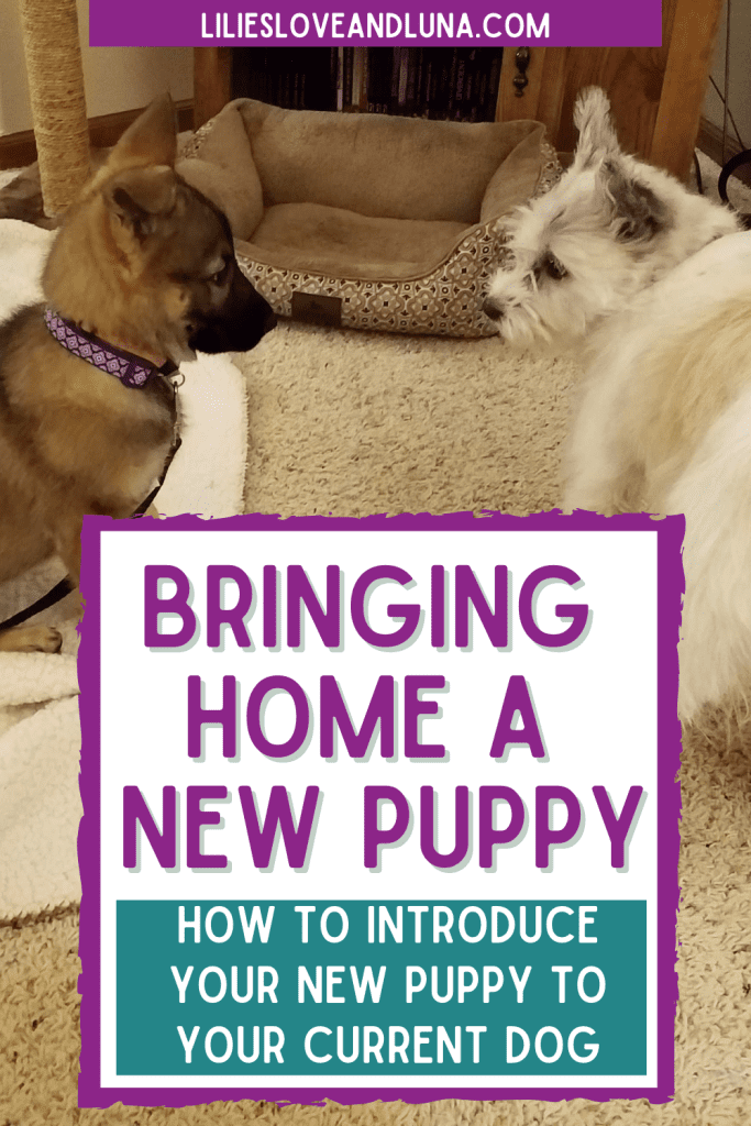 Pin image for brining home a new puppy how to introduce your new puppy to your current dog with a German Shepherd puppy looking at a poodle terrier.