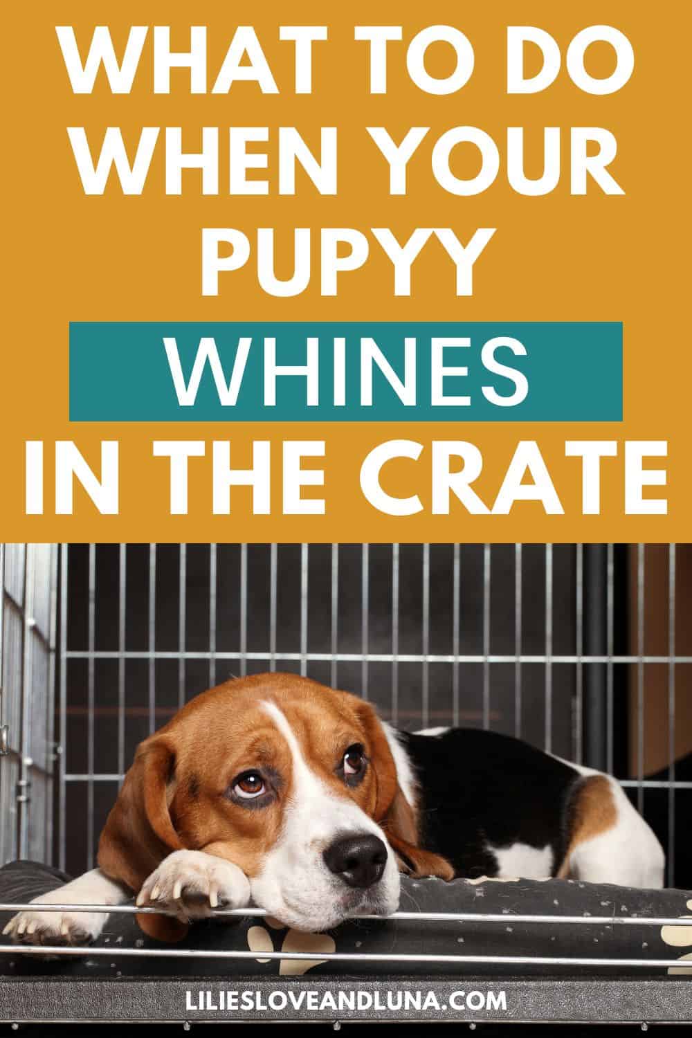 what-to-do-when-your-puppy-won-t-stop-whining-in-his-crate-lilies