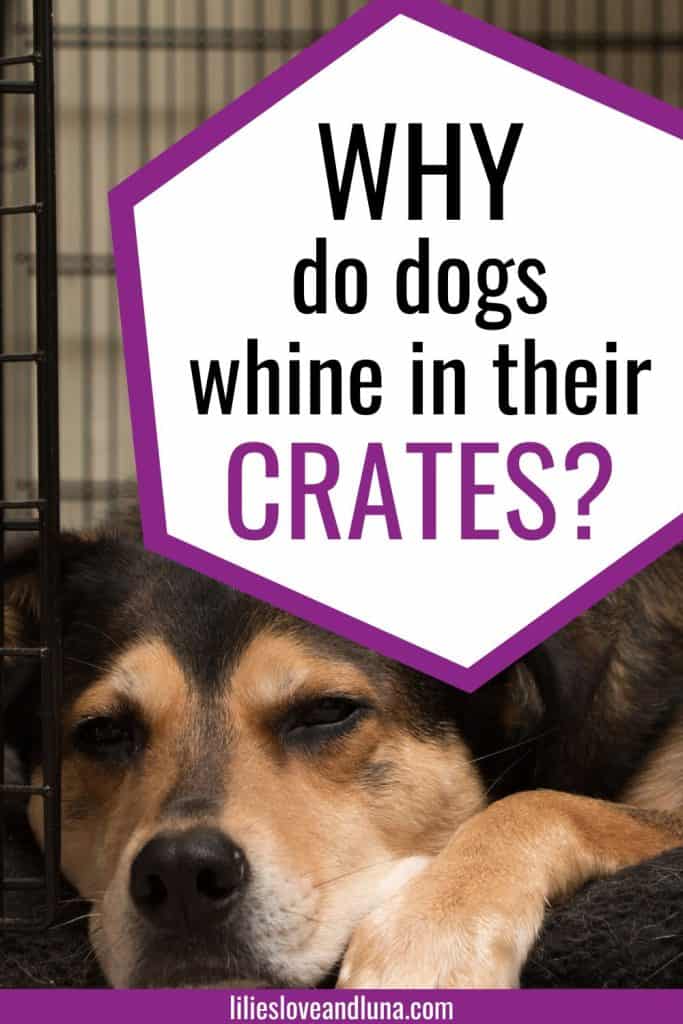 Pin image for why do dogs whine in their crates with a dog sleeping in a crate.