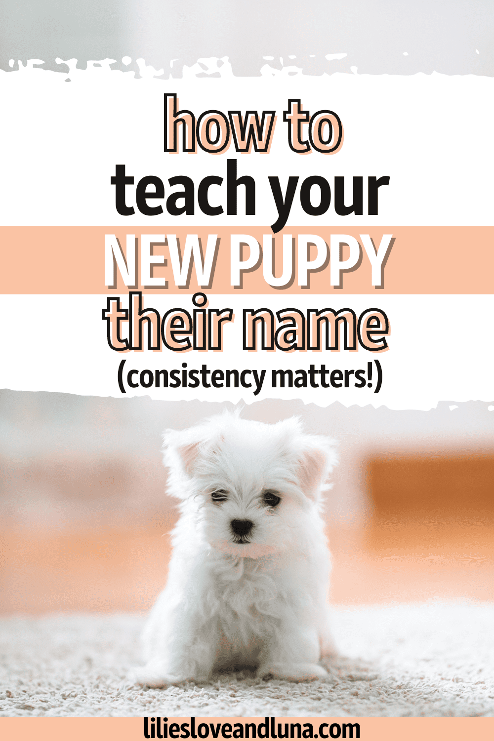 How to Teach Your Dog Their Name Lilies, Love, and Luna