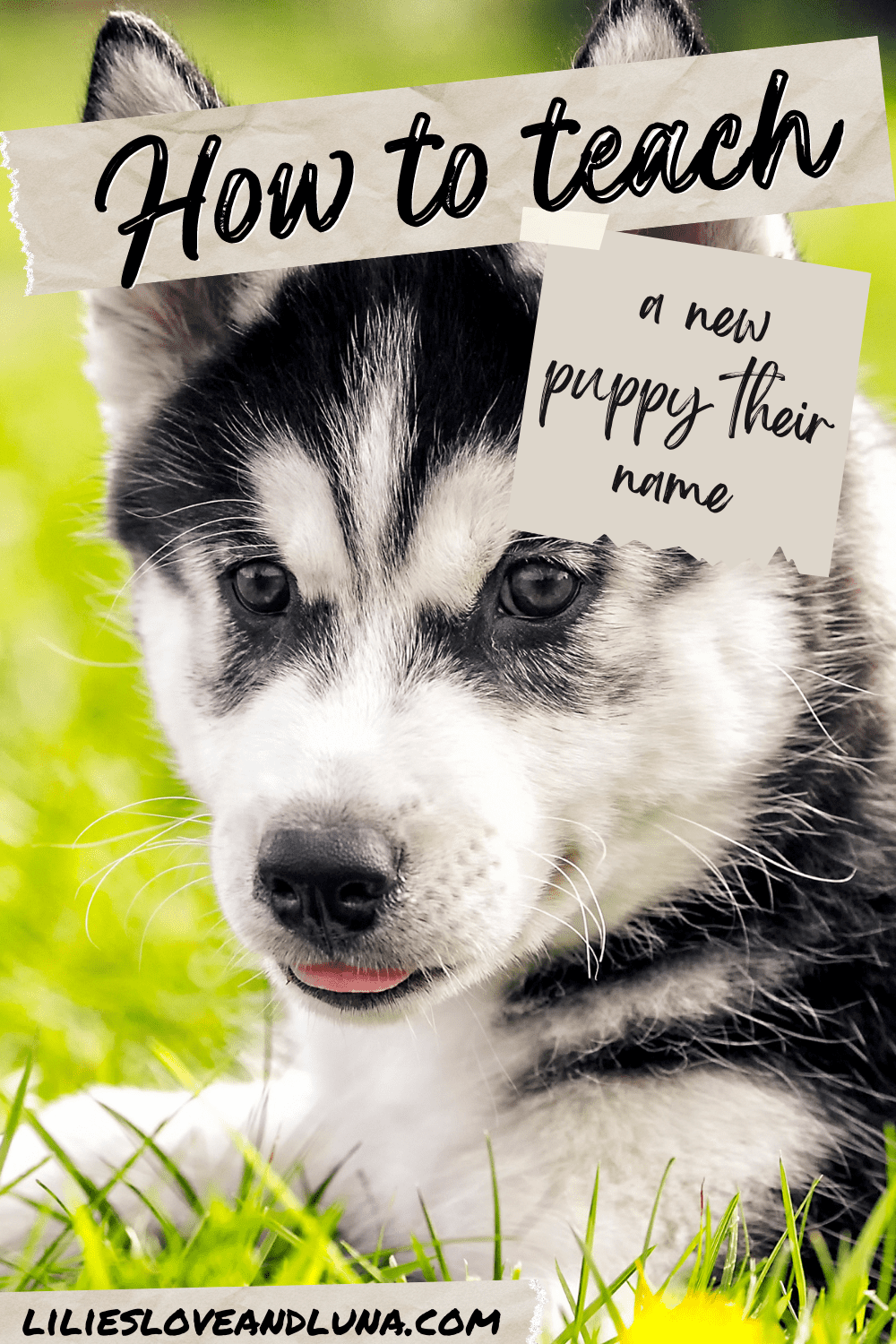 How to Teach Your Dog Their Name Lilies, Love, and Luna