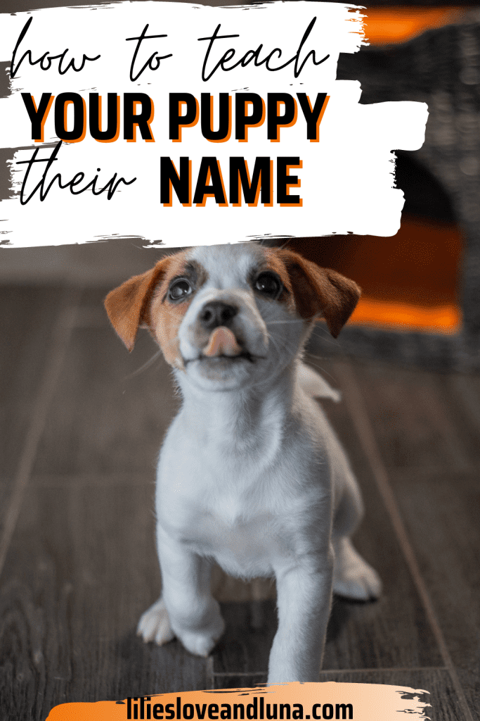 Pin image for how to teach your puppy their name with a puppy sitting while licking their mouth.