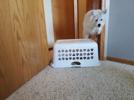 A poodle terrier jumping over an upside down laundry basket in a doorway.