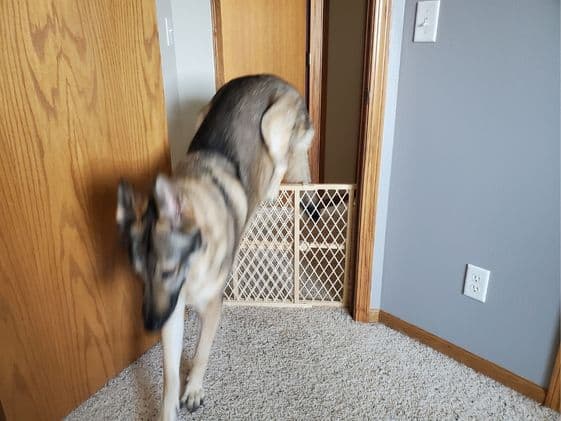 A German Shepherd jumping over a baby gate.