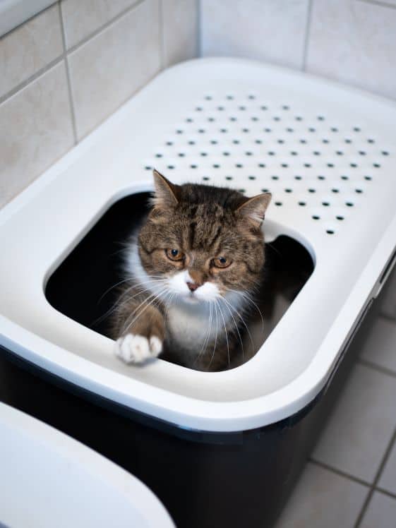 A cat sitting in a top entry litter box.