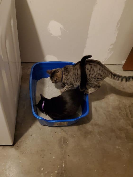 A black cat and a tabby cat digging in a litter box.