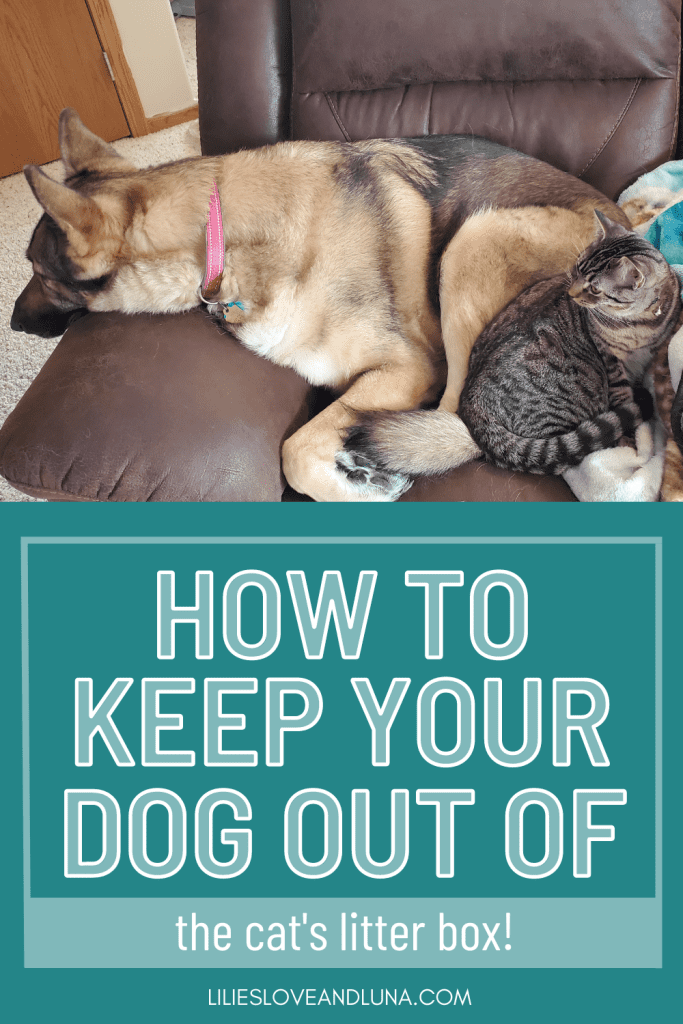 Pin image for how to keep your dog out of the cat's litter box with a German Shepherd sleeping next to a cat.