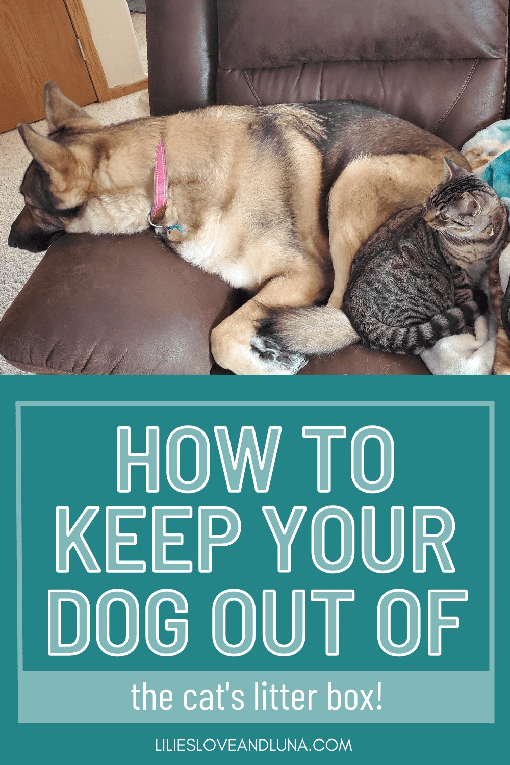 Tips for Keeping Dogs Away from the Cat's Litter Box Lilies, Love