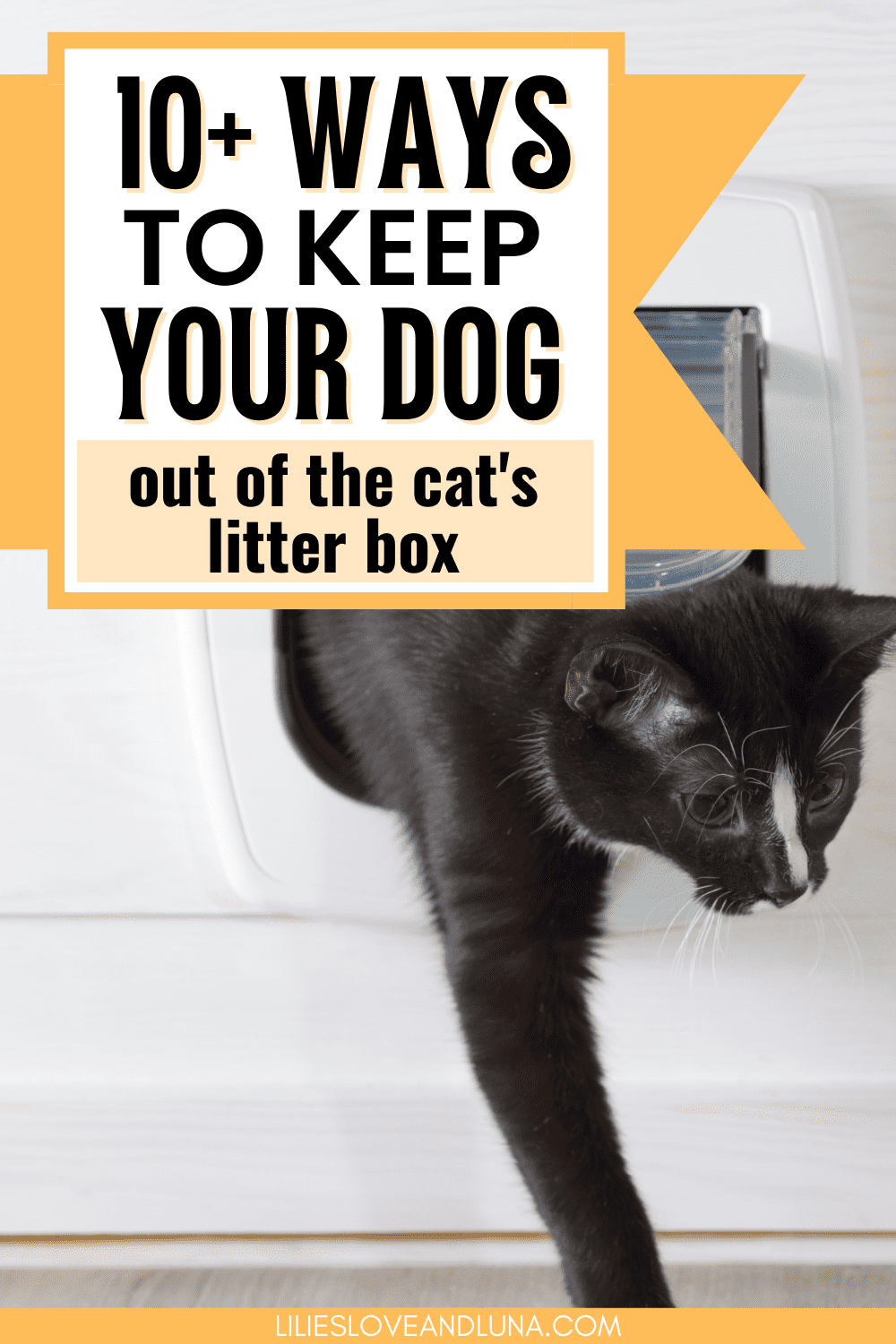 Tips for Keeping Dogs Away from the Cat's Litter Box Lilies, Love