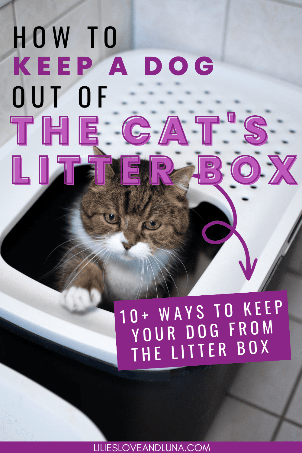 Tips for Keeping Dogs Away from the Cat's Litter Box Lilies, Love