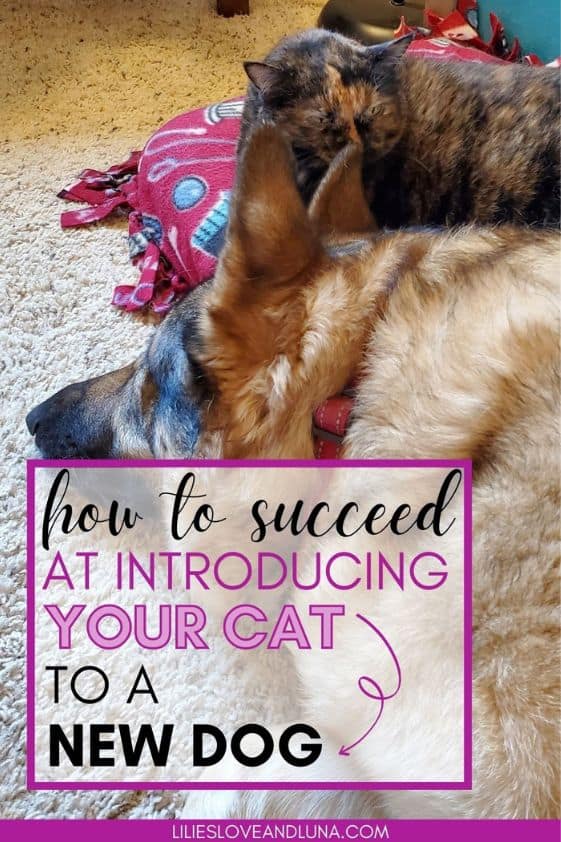 Pin image for how to succeed at introducing your cat to a new dog with a cat sniffing the ear of a German Shepherd.