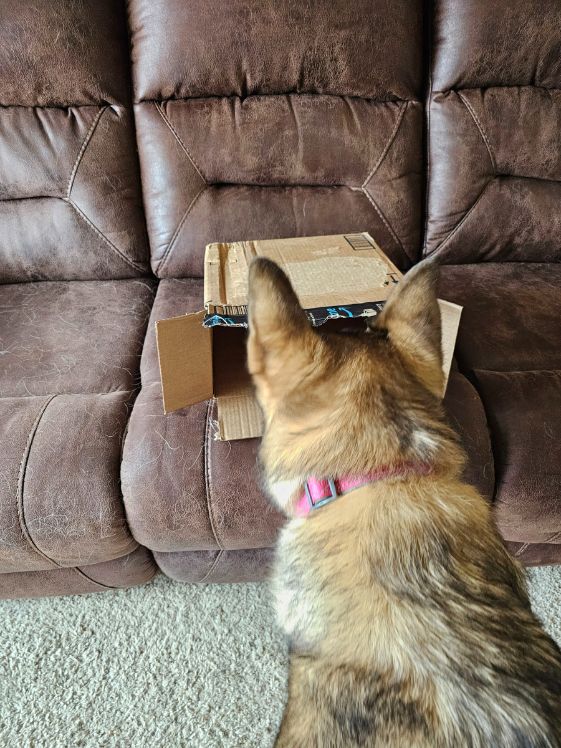 A German Shepherd sticking her head in a box to get a treat.