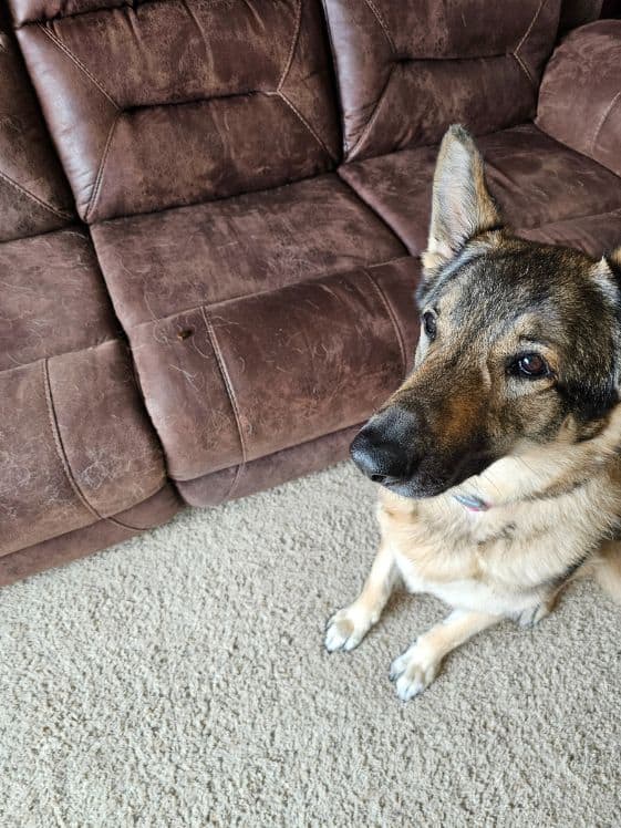 A German Shepherd sitting next to a couch with a small treat on to it.