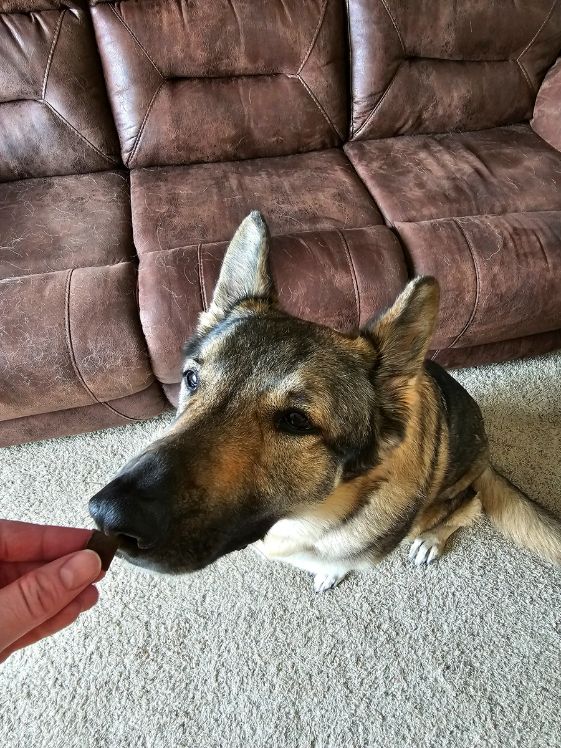A German Shepherd sniffing a dog treat.