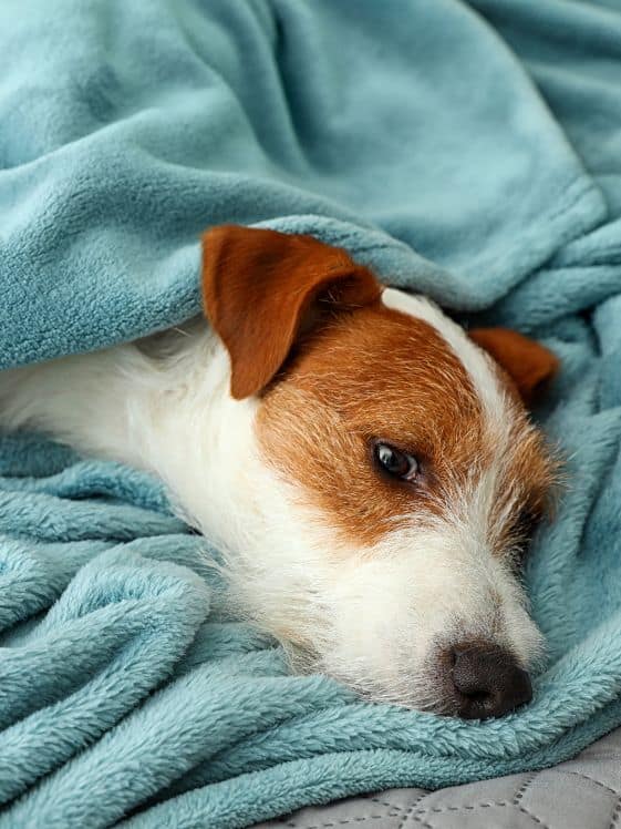 A dog covered with a blanket.