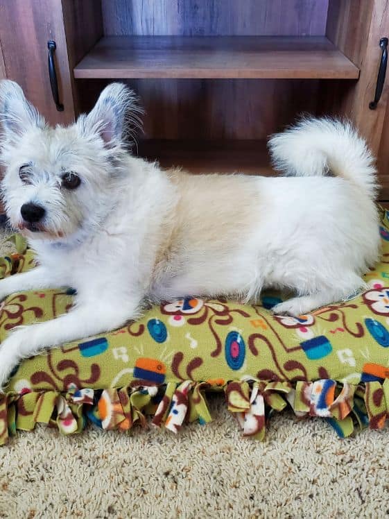 White dog laying on a no sew diy dog bed.