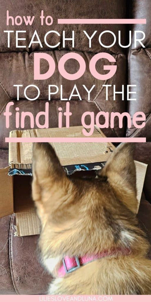 Pin image for how to teach your dog to play the find it game with a German Shepherd looking at a treat inside a box.