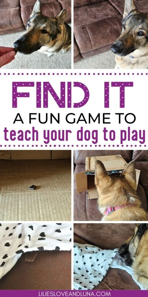 Pin image of find it a fun game to teach your dog to play with a German Shepherd sniffing a dog treat and finding a treat under a towel and in a box.