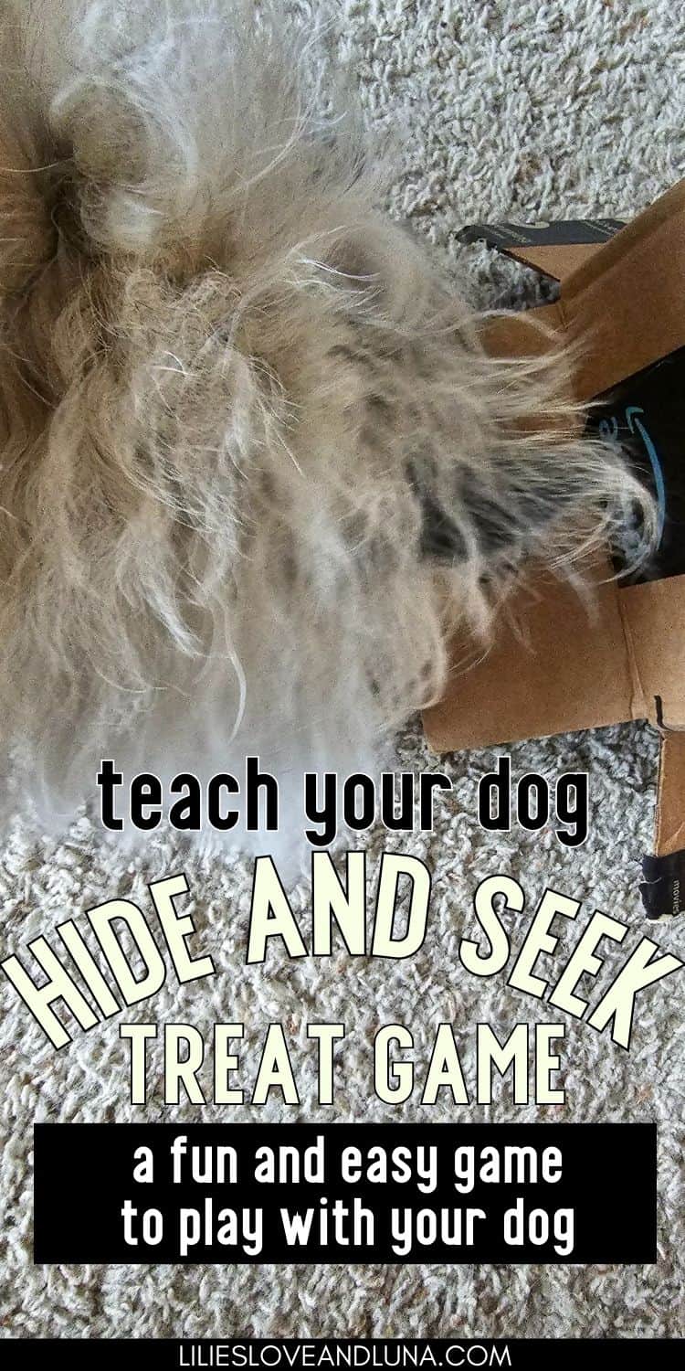 Pin image for teach your dog hide and seek treat game: a fun and easy game to play with your dog with a white dog getting a treat out of a box.