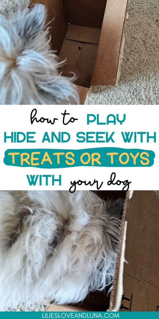 Pin image for how to play hide and seek with treats or toys with your dog with a small white dog trying to get a treat inside a box.