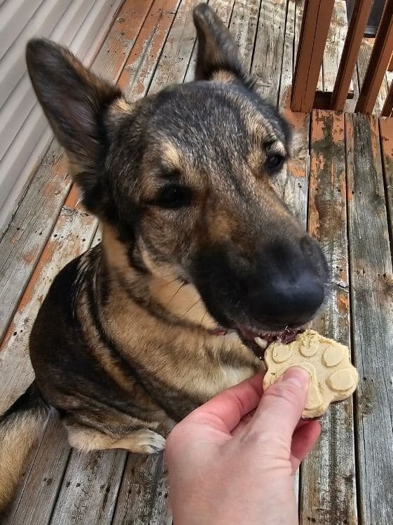 A German Shepherd biting a paw shaped peanut butter and jelly frozen dog treat.
