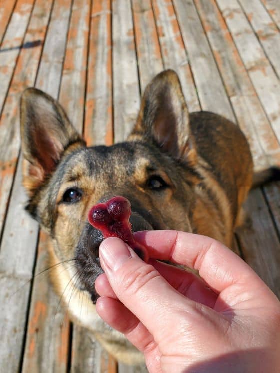 A German Shepherd looking at a frozen watermelon blueberry dog treat.