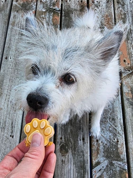 A white dog licking a paw shaped frozen peanut butter pumpkin dog treat.