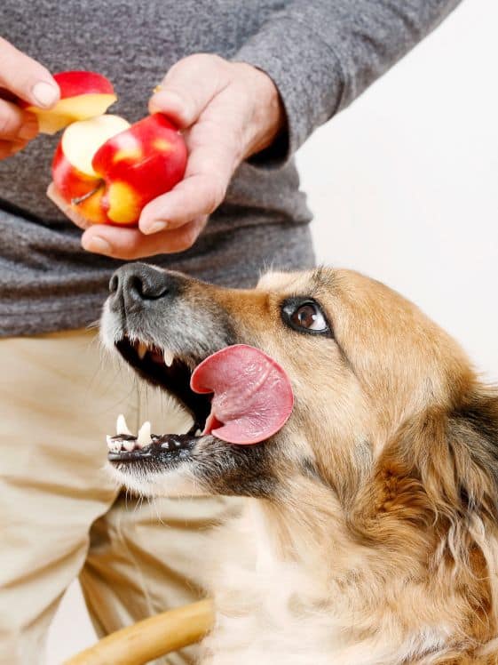 A dog licking his open mouth looking at a piece of apple in a man's hands.