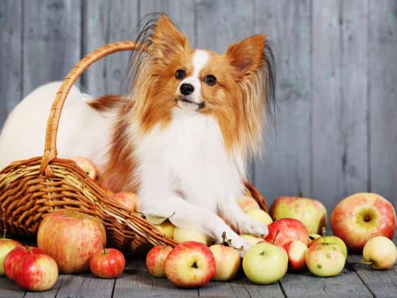 A small dog posing in a basket with several apples scattered around the basket.