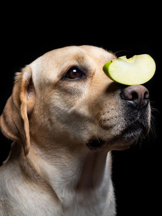 A dog with a slice of apple on her nose.