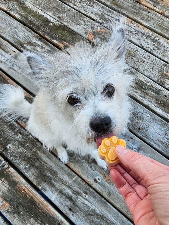 A white dog licking a paw shaped pumpkin ice cream treat.