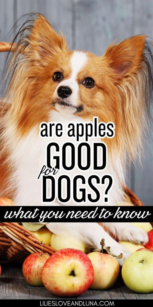 Pin image of a small dog laying in a basket surrounded by apples with a text overlay that reads are apples good for dogs: what you need to know.