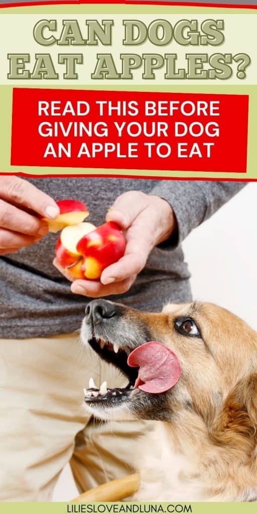 Pin image of a dog licking his open mouth looking at a piece of apple in a man's hands with a text overlay that reads can dogs eat apples: read this before giving your dog an apple to eat.