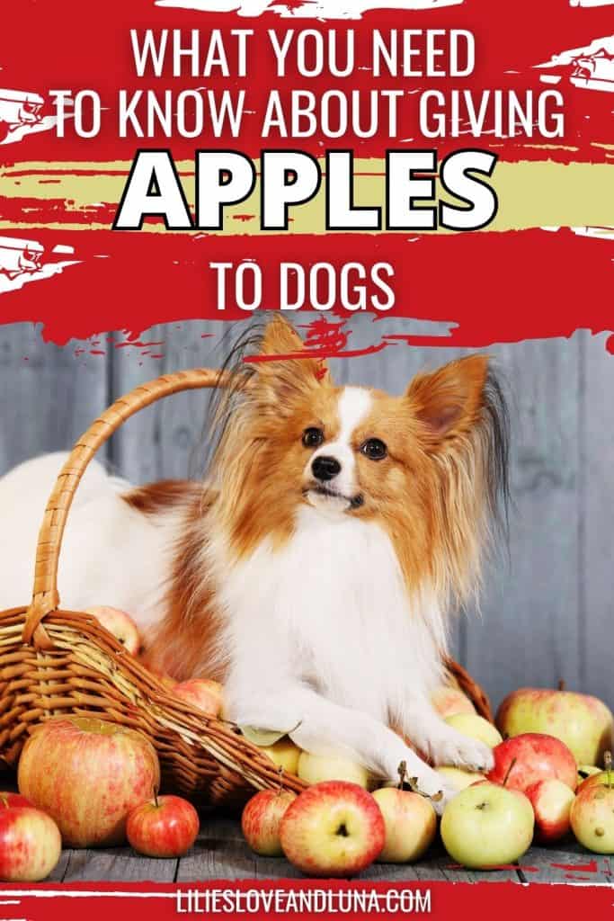 Pin image of a small dog laying in a basket surrounded by apples with a text overlay that reads what you need to know about giving apples to dogs.