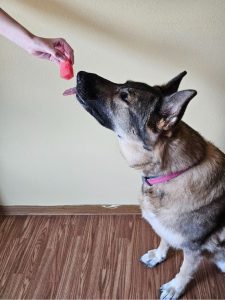 Is Watermelon Good For Dogs? A Quick Guide For Dog Owners - Lilies