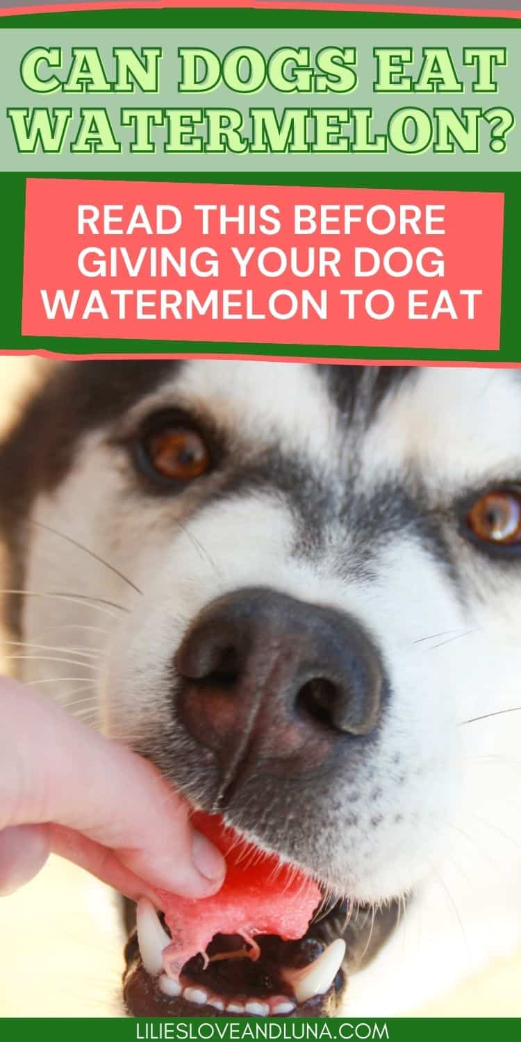 Is Watermelon Good For Dogs? A Quick Guide For Dog Owners Lilies