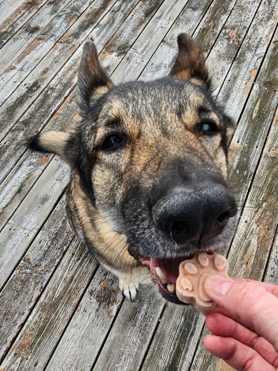 A German Shepherd biting a paw shaped frozen strawberry banana dog treat.