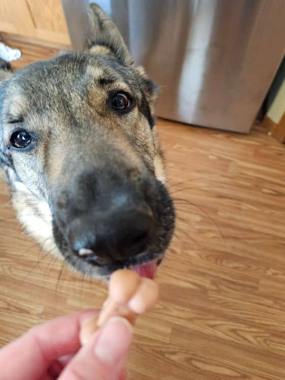 A German Shepherd licking a frozen strawberry banana dog treat that is being held between a person's finger and thumb.