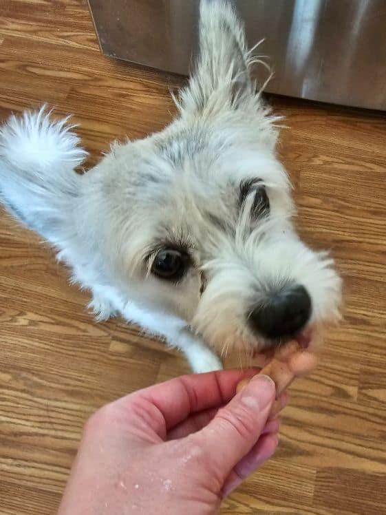 A poodle terrier licking a frozen banana strawberry treat being held in a person's hand.