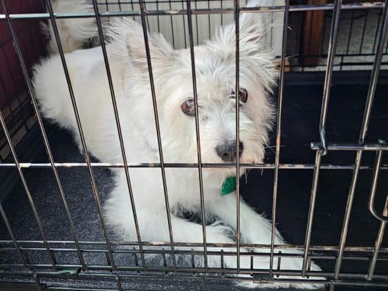 A white poodle terrier in a wire crate looking out.