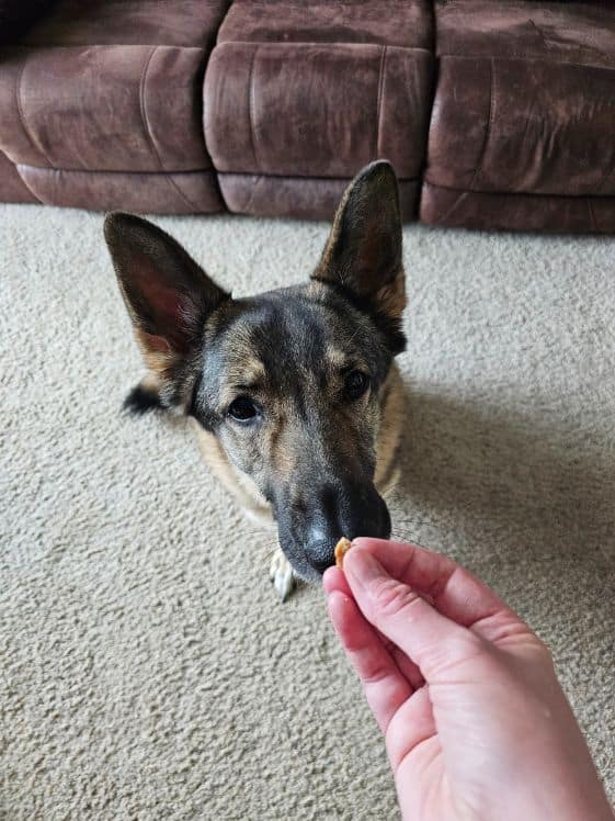 A German Shepherd sniffing a treat while in the sit position.