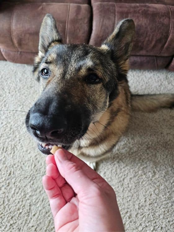 A German Shepherd taking a treat from a person's hand while sitting.