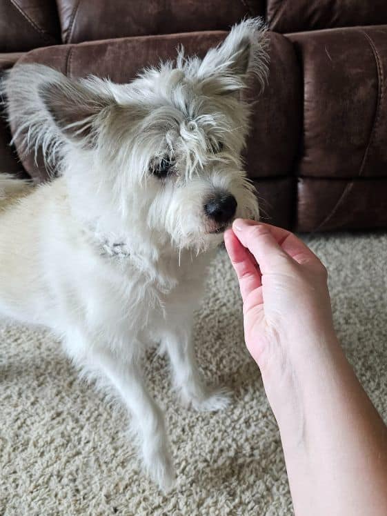 A small dog standing while a hand is holding a treat in front of her nose.