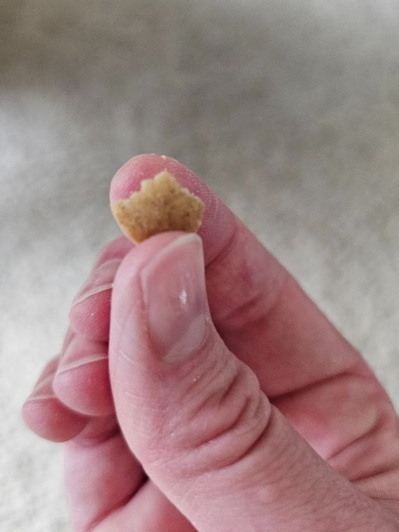A small treat being held between a person's thumb and forefinger.