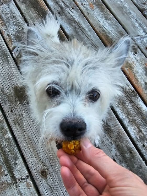 A white dog biting a no bake peanut butter pumpkin treat.
