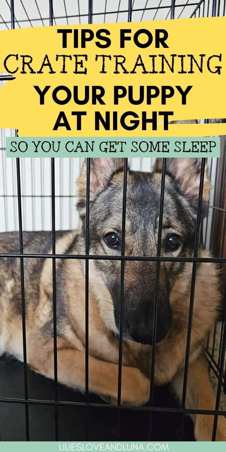 crate-training-a-puppy-at-night-peaceful-sleep-for-you-and-your-dog