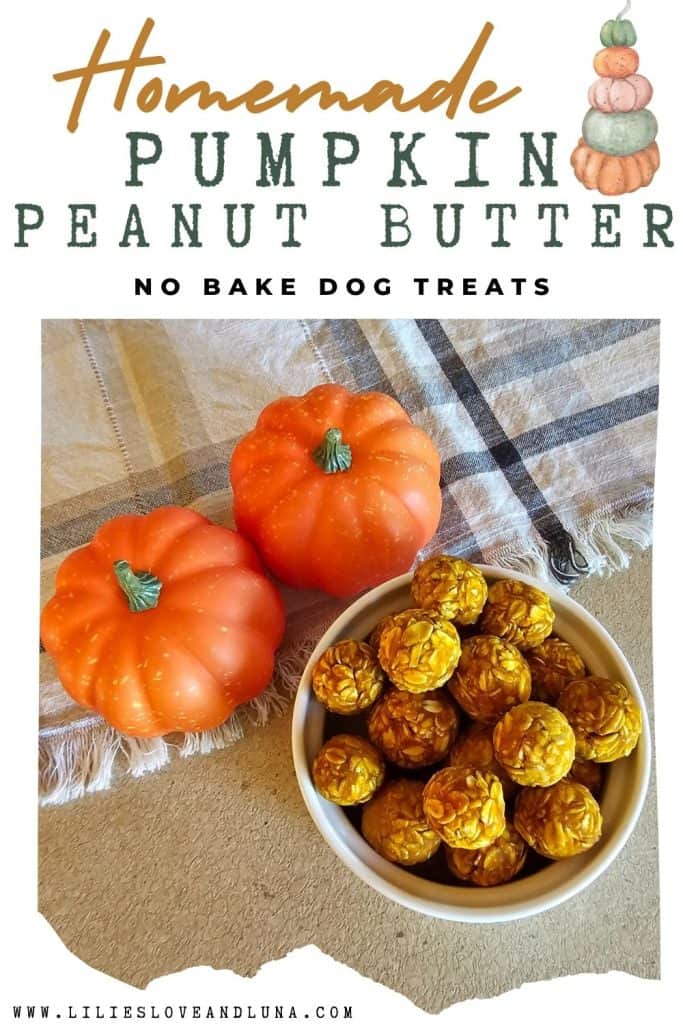 A bowl of no-bake dog treats made with pumpkin and peanut butter is placed next to decorative mini pumpkins on a table.